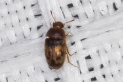 Litargus