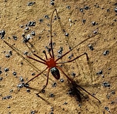 Dimidamus dimidiatus