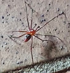 Dimidamus dimidiatus