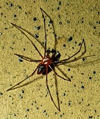 Dimidamus dimidiatus