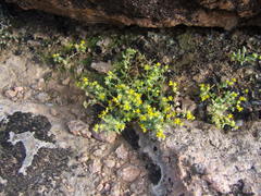 Sedum nuttallii