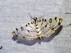 Conchylodes ovulalis