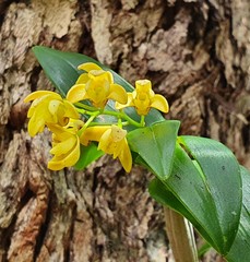 Dendrobium gracilicaule