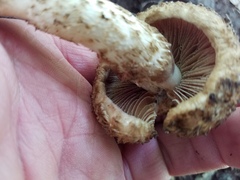 Lacrymaria echiniceps