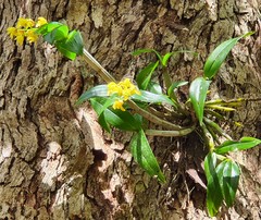 Dendrobium gracilicaule
