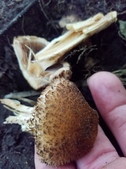 Lacrymaria echiniceps