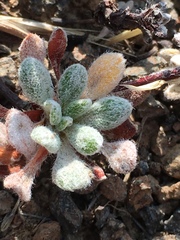 Eriogonum caespitosum