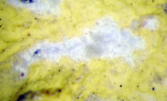 Flavoparmelia haywardiana