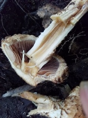 Lacrymaria echiniceps