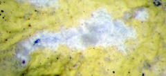 Flavoparmelia haywardiana