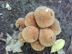 Lacrymaria echiniceps