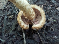 Lacrymaria echiniceps