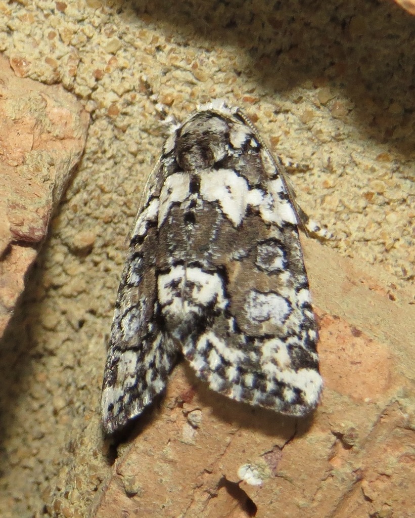 Cryphia leucomelaena