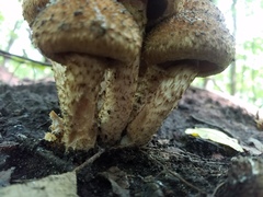 Lacrymaria echiniceps