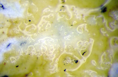 Flavoparmelia haywardiana