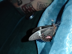 Heraclides anchisiades