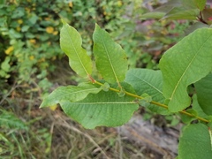 Salix pseudomonticola
