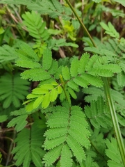 Mimosa diplotricha