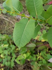 Salix pseudomonticola