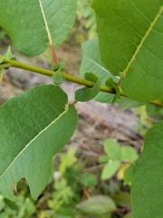 Salix pseudomonticola