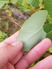 Salix pseudomonticola