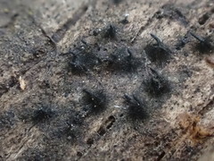 Lentomitella magna