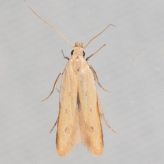 Mesophleps adustipennis