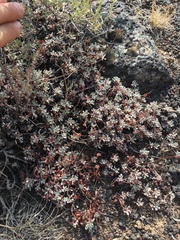 Eriogonum caespitosum