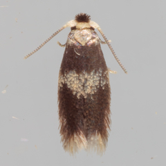 Stigmella nigriverticella