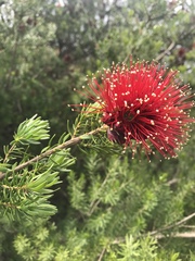 Kunzea baxteri