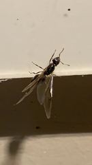 Formicidae