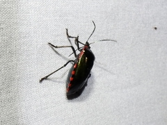 Rhyssocephala infuscata