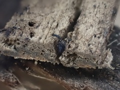 Lentomitella magna