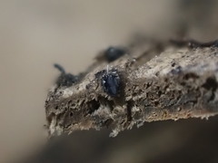 Lentomitella magna