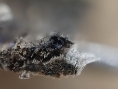 Lentomitella magna
