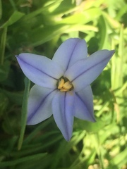 Ipheion uniflorum