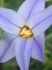 Ipheion uniflorum