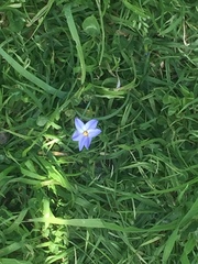 Ipheion uniflorum
