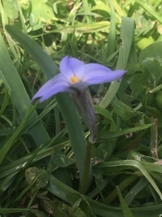 Ipheion uniflorum