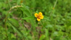 Sclerocarpus phyllocephalus