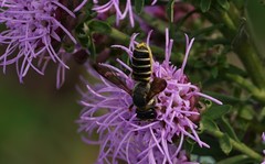 Megachile inimica