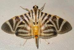 Spilomela perspicata