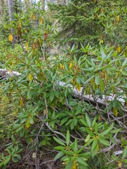 Rhododendron macrophyllum