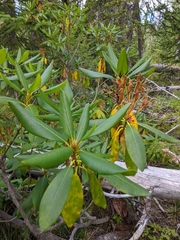 Rhododendron macrophyllum