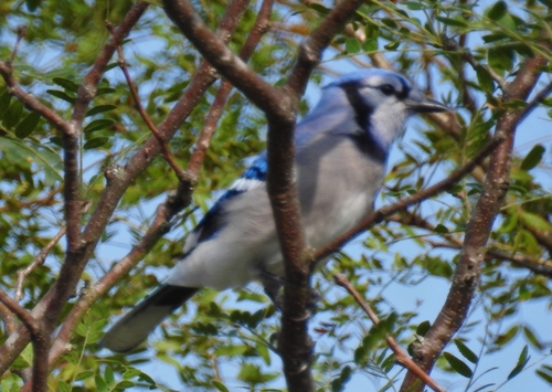 Blue Jay photographed in Arkansas