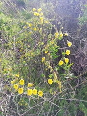 Tropaeolum brachyceras
