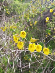 Tropaeolum brachyceras