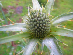 Eryngium alternatum