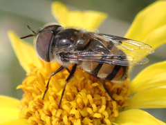 Copestylum fornax