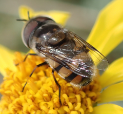Copestylum fornax